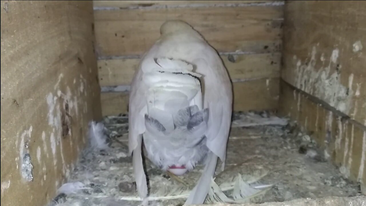 Female pigeon laying eggs front of the camera 😍