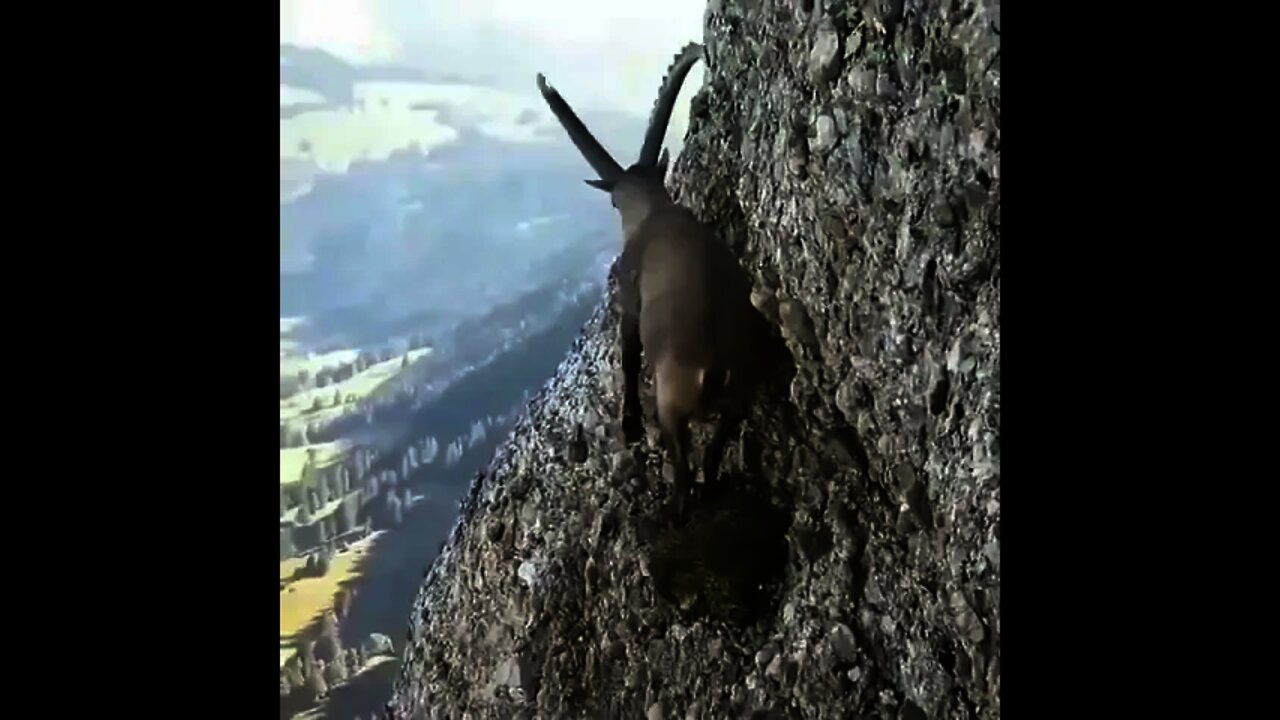 OMG.. Springbok on the top of Hill | #Shorts #Animals #Springbok