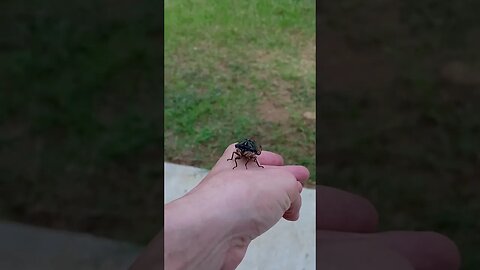 Saving a cicada