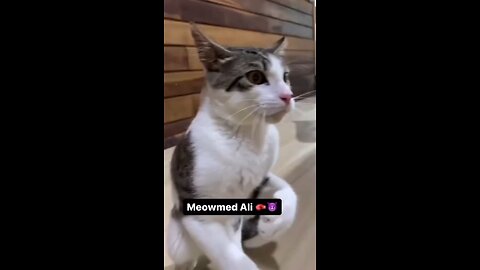 Meoemed Ali 🥊