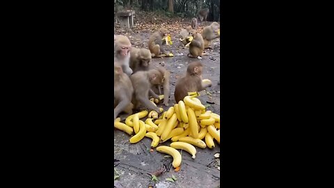 monkey and banana