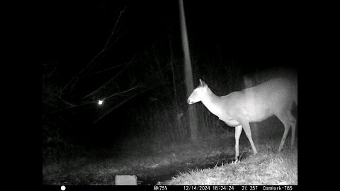 Deer Cam 12-14-2024