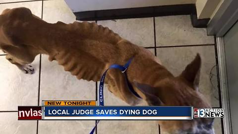 Las Vegas judge pays to save neglected dog's life