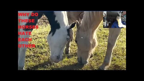 Shirtless Jake Leaning Some Horse Behavior - Why Bucees & Voodoo Hate Each Other But Share Food