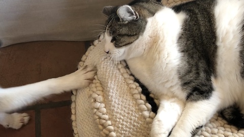 Pesky dog hilariously wakes up cat for playtime