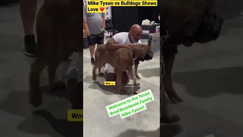 Mike Tyson vs Bulldogs Shows Love ❤️#shorts #animals #wildlife #dog #bulldogs