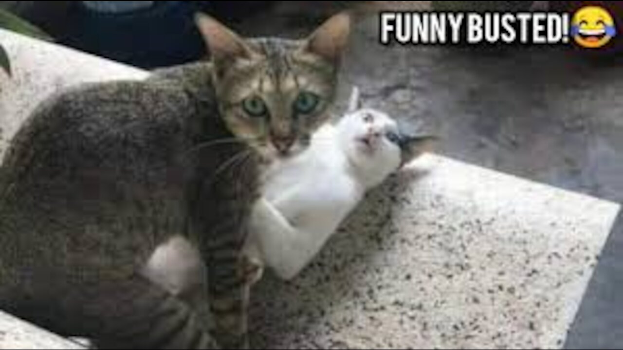 OMG So Cute Cats ♥ Best Funny Cat Videos 2020 ♥ㅅ♥