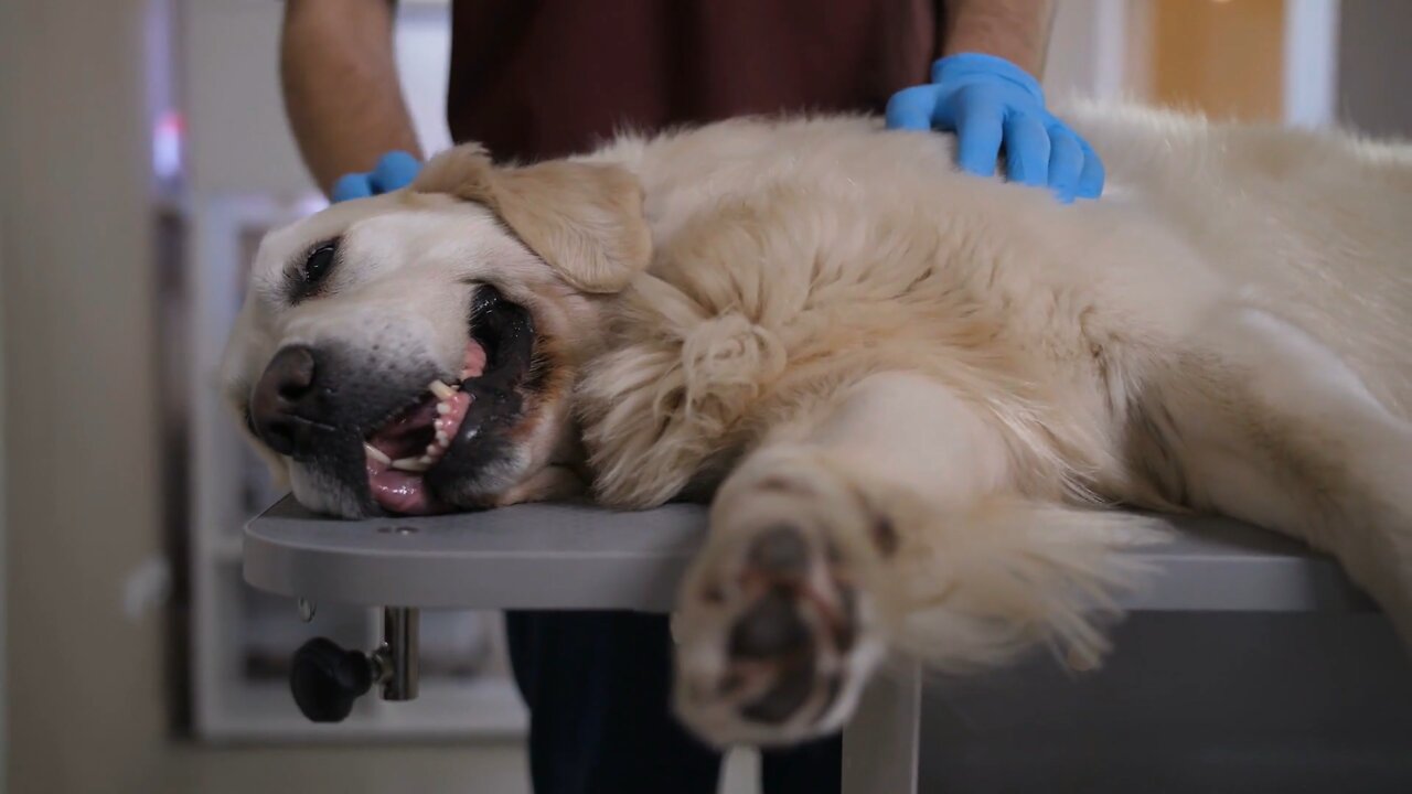 closeup of sick labrador dog lying on examination