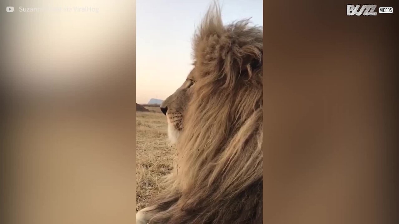 Avete mai visto un leone starnutire?