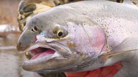 Midwest STEELHEAD Are NOT REAL Steelhead. (Glorified TROUT!)