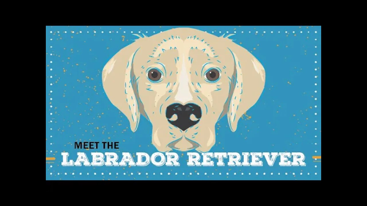 Labrador Retriever | CKC Breed Facts & Profile