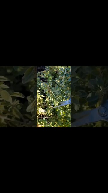 Harvesting Oregano Using My Pioneer Woman's Garden Kit