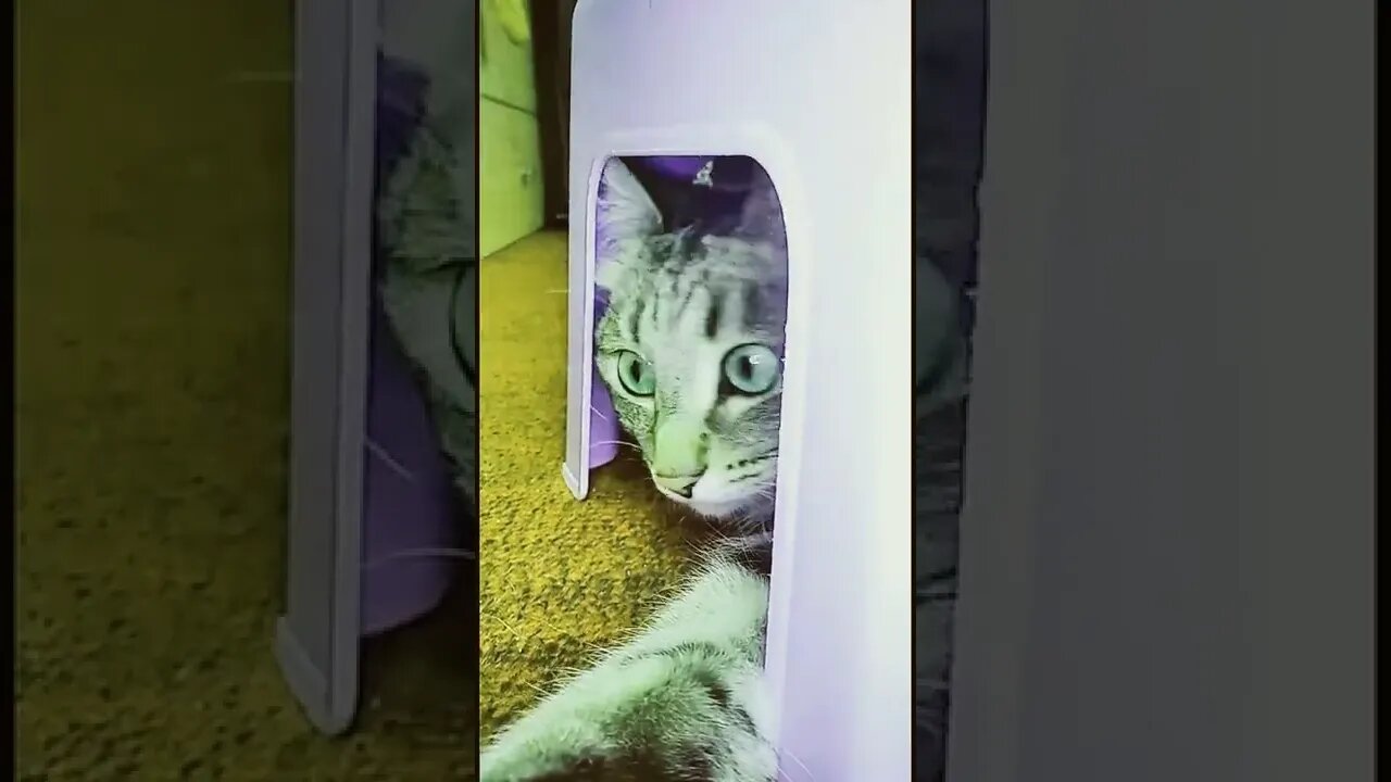 A cat play hide and seek game