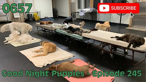 [0657] GOOD NIGHT PUPPIES - EPISODE 245 [#dogs #doggos #doggies #puppies #dogdaycare]