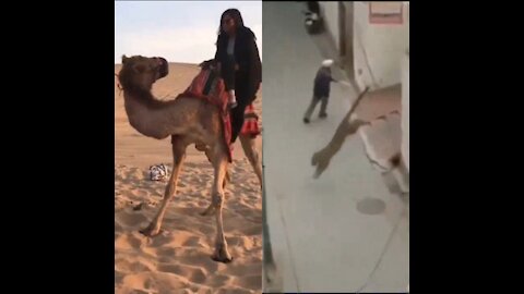 The Best Of Wild Animals Attacks 2021. Most Amazing Moment.