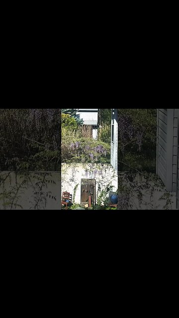 How simple to grow a wisteria