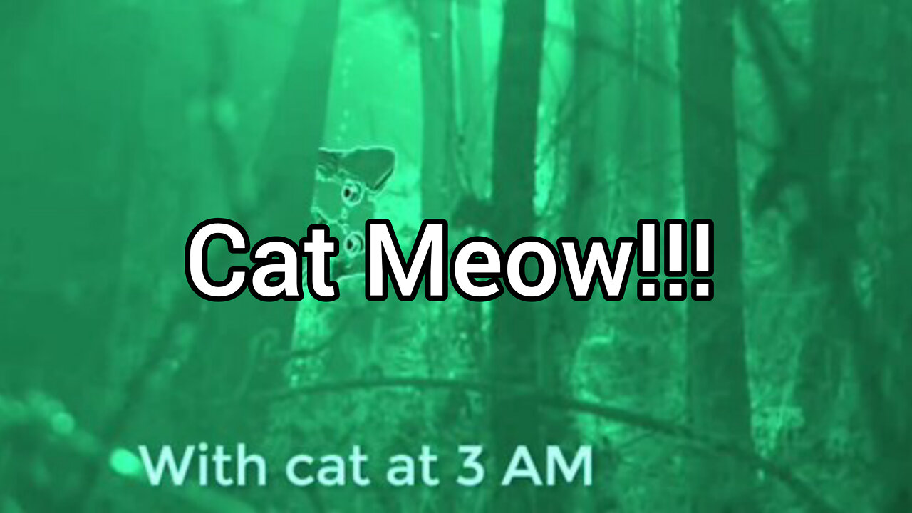25 cat Meow sound variations 60 sec 10M views