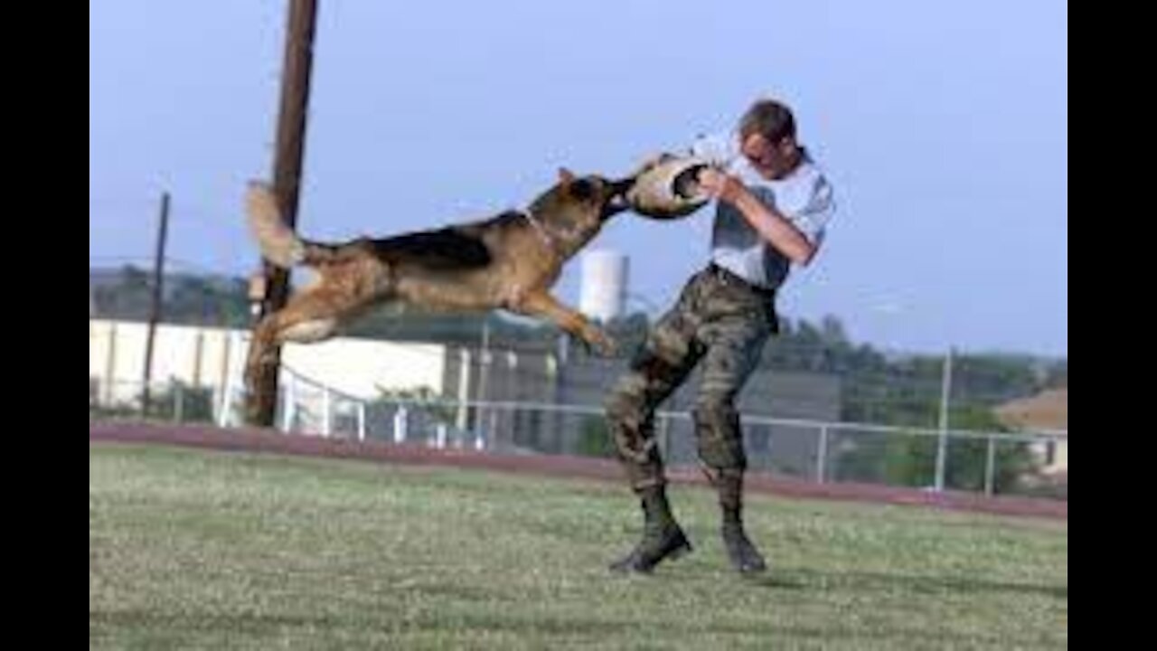 Self defense training against dog attack. Martial Arts Training