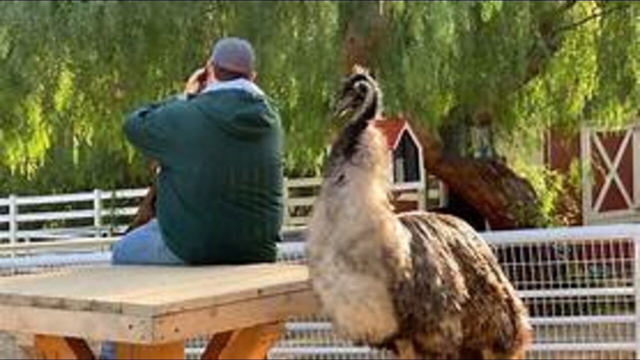 When an Emu Asks You to Dance