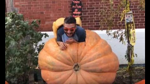 Dad carves 500kg pumpkin for kids to play in