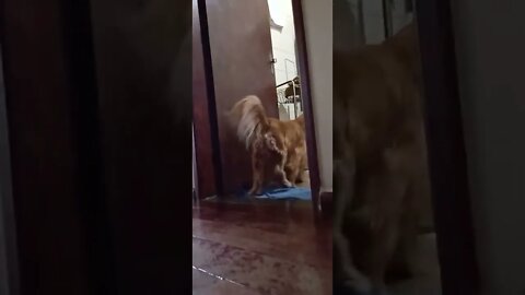 dog , shorts