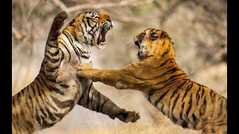 Tigers Fight