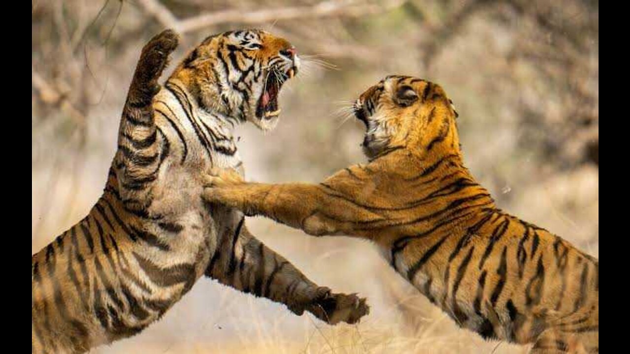 Tigers Fight