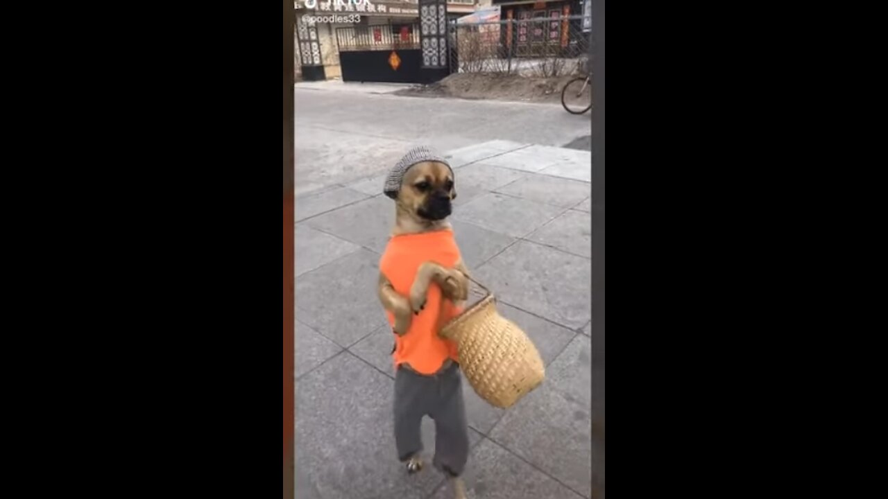 Funny dogs compilation