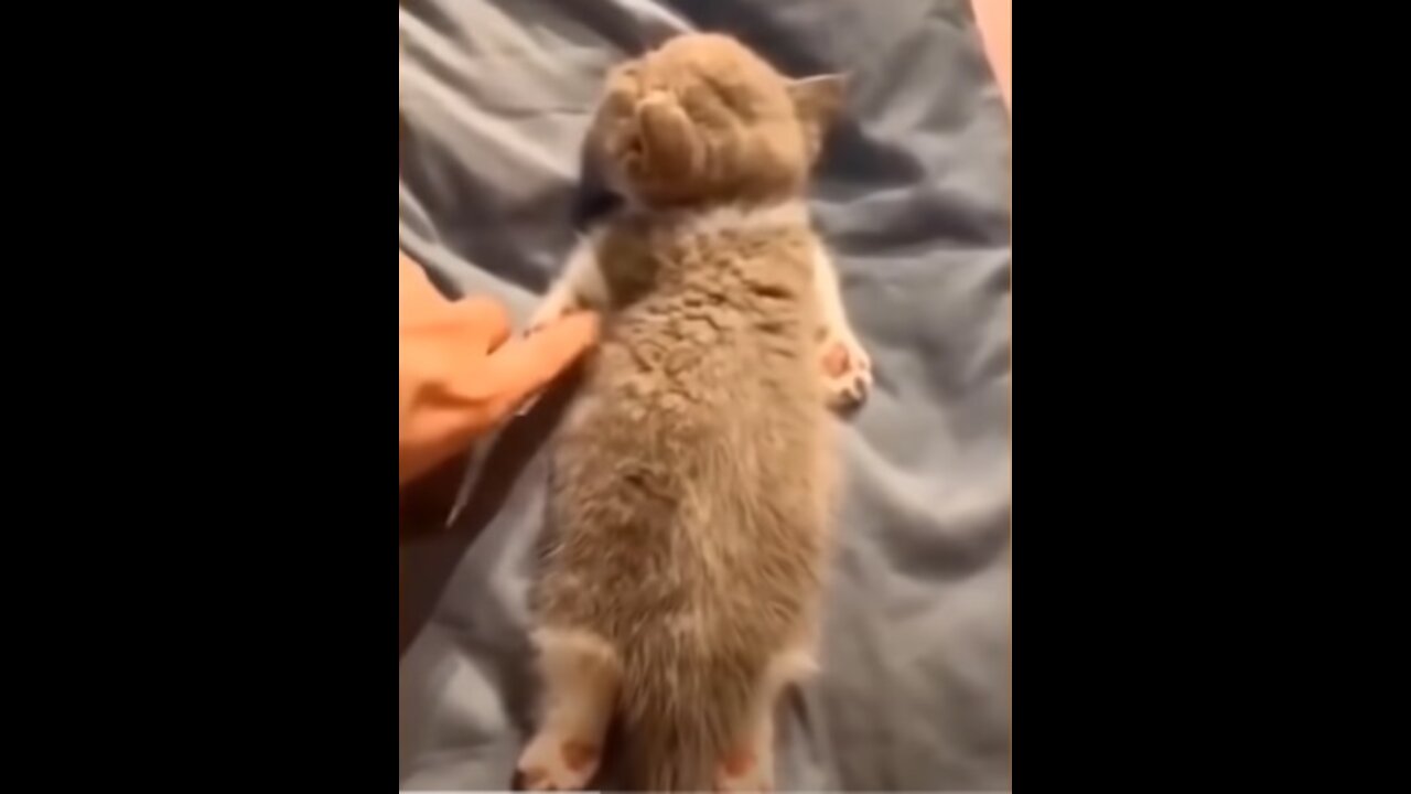 Super Funny Cats 😹 - Try to stop laughing 🤣 - 02