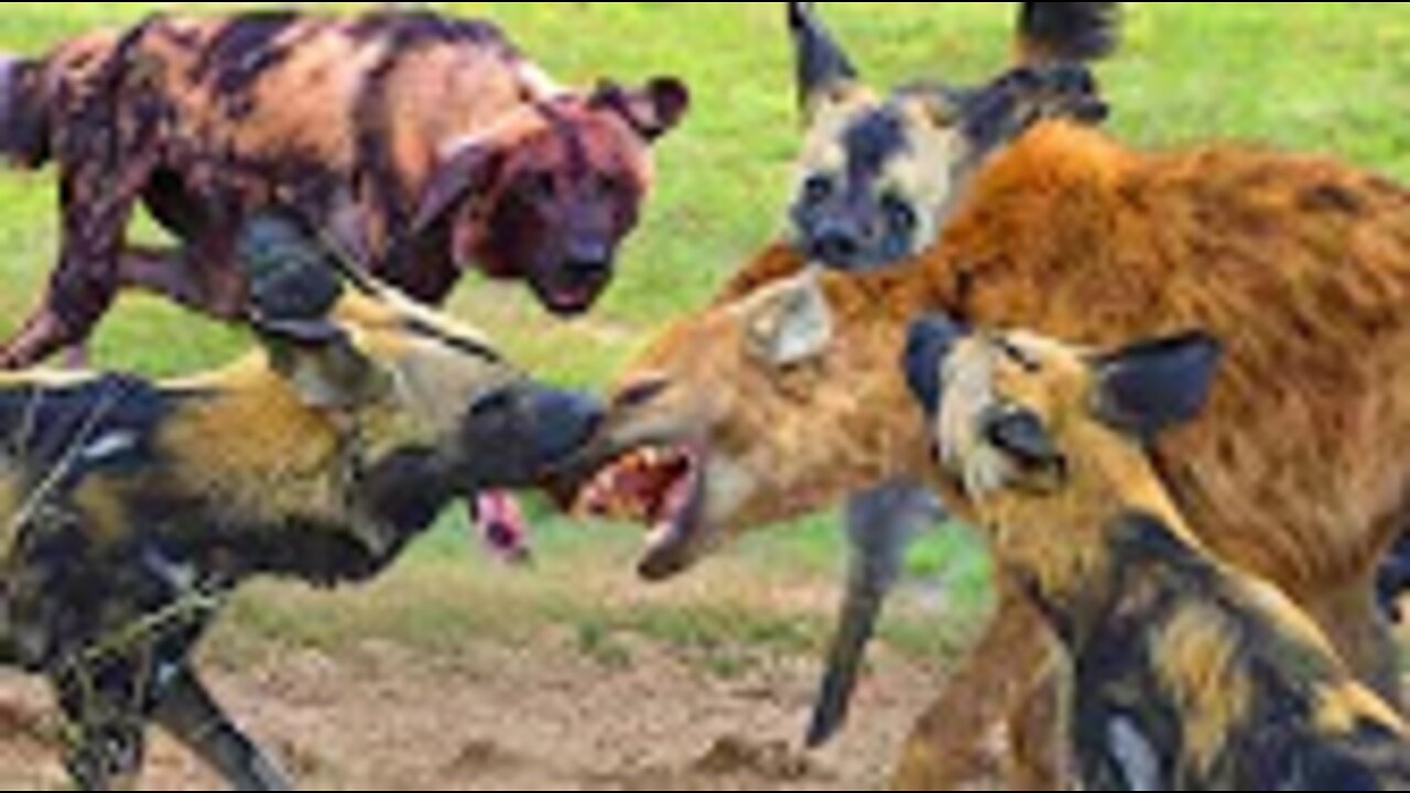 Dramatic Battle Between Hyenas And ....