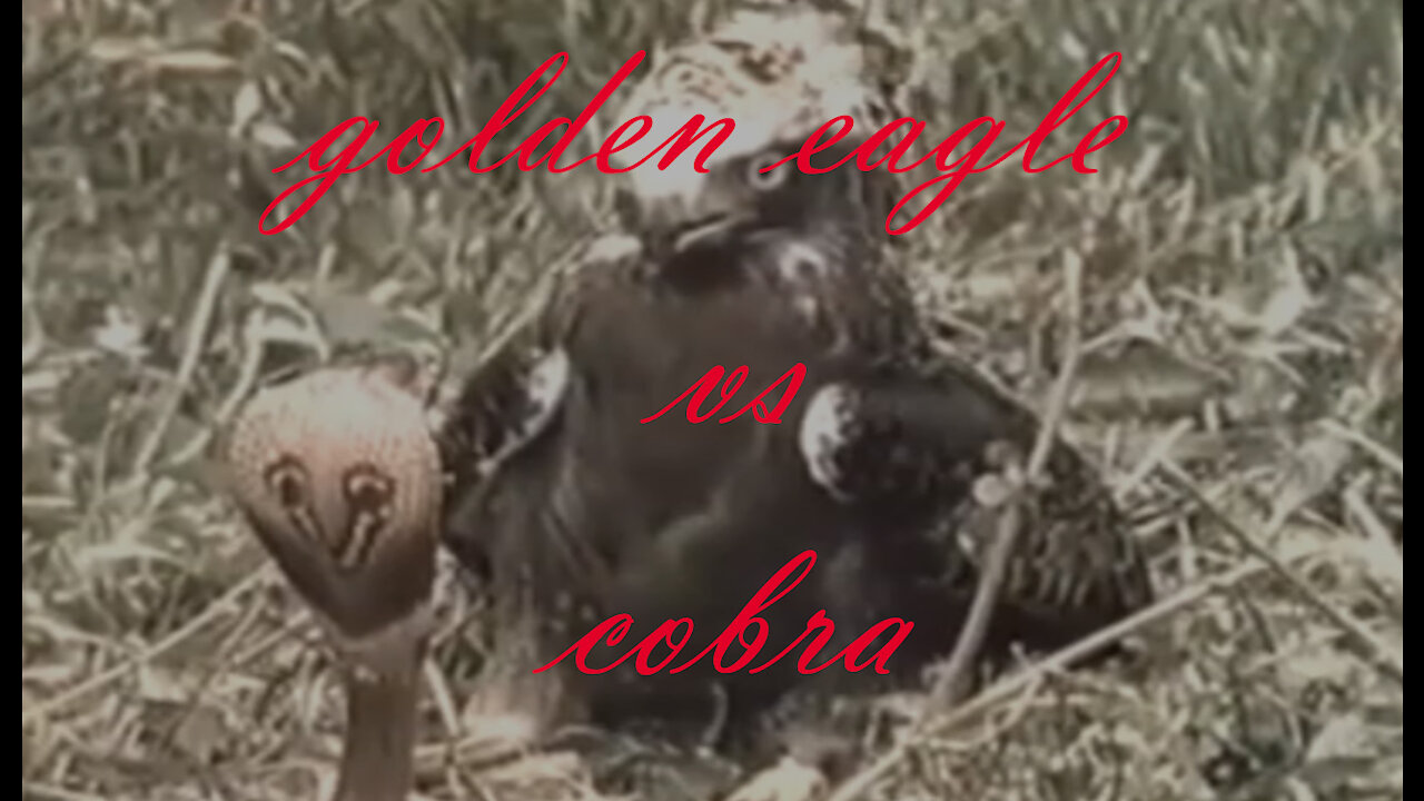 The golden eagle vs the cobra