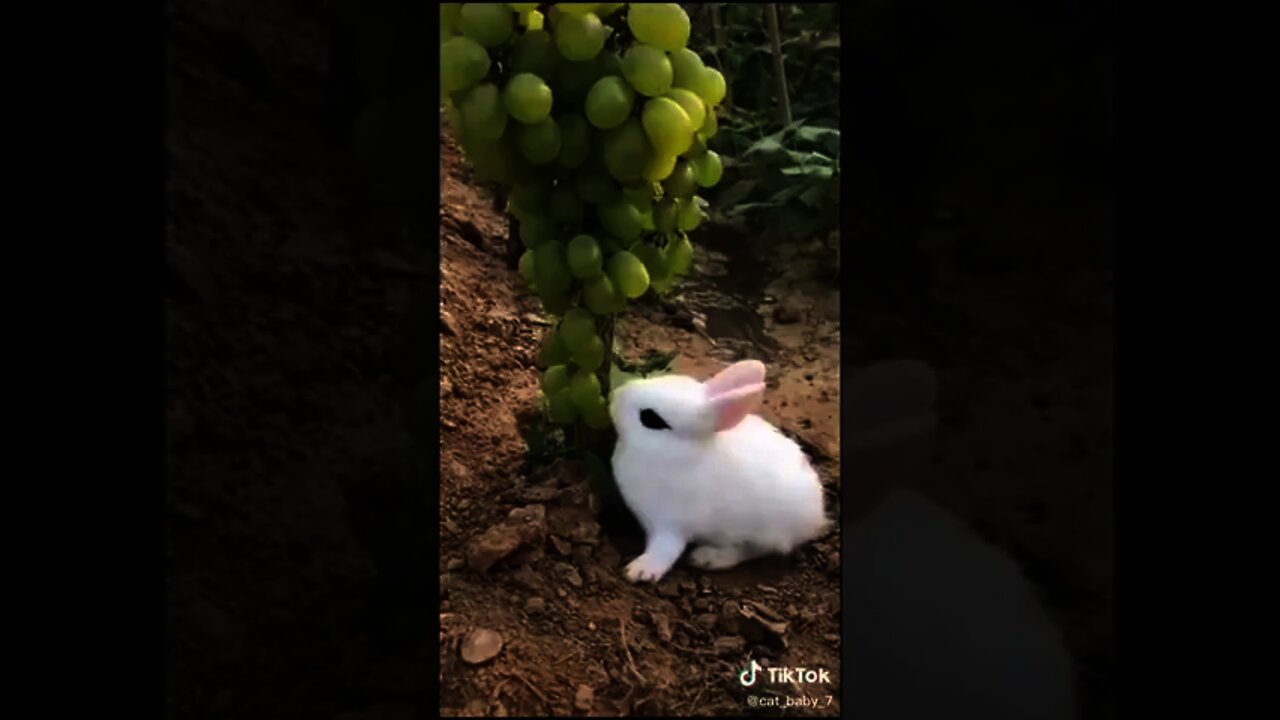 Cute BAby Rabbit