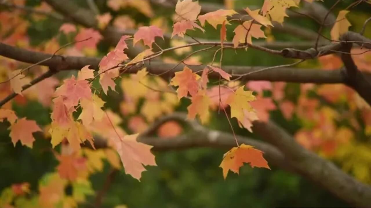 Relaxing autumn vibes music for 1 hourㅣRelax, Sleep, Insomnia, Study, Meditation