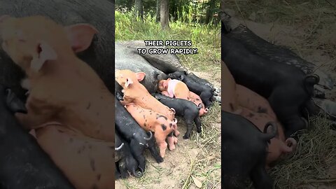 Greedy as a Pig #pasturedpigs #pigfeed #animals #pigkeeping #farmlife