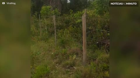 Conheça o Urutau, a ave brasileira ninja em camuflagem