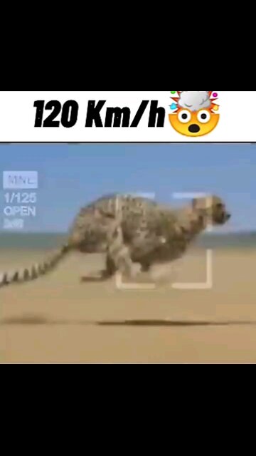 Cheetah can run 120 km/hr