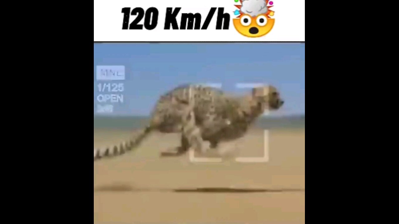 Cheetah can run 120 km/hr