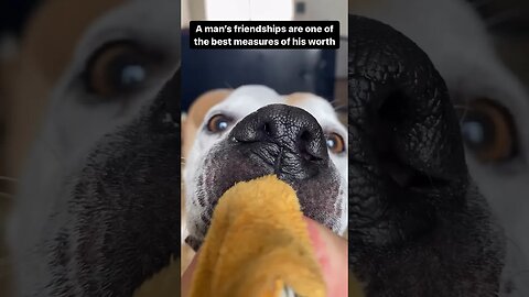 Dog Quotes - A man’s friendships are one of the best measurements of his worth