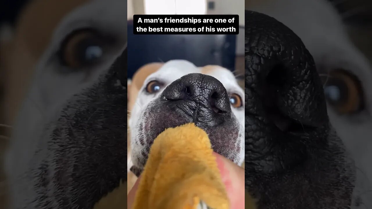Dog Quotes - A man’s friendships are one of the best measurements of his worth