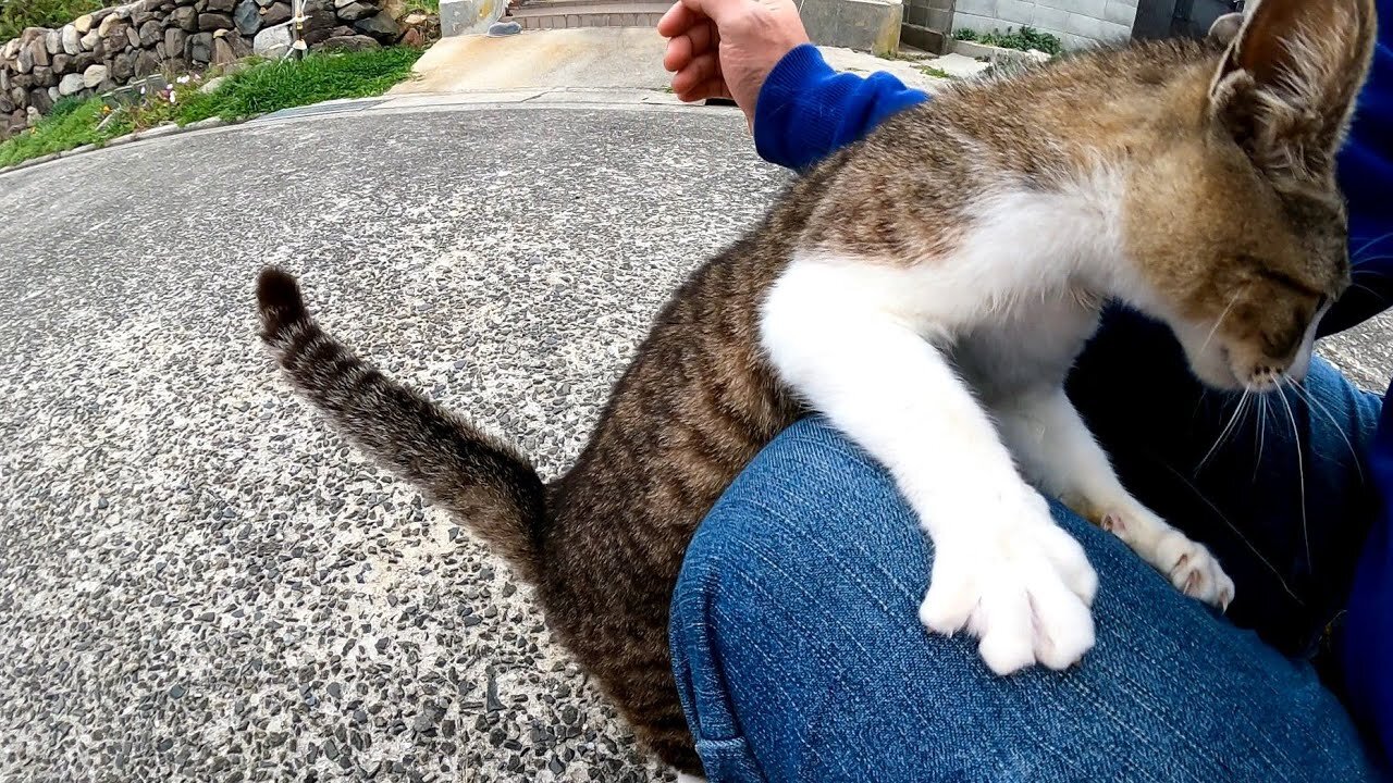 Cat island kitten that rides on my lap even when lowered