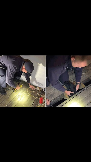 Fire Crew rescue puppy from beneath floorboards
