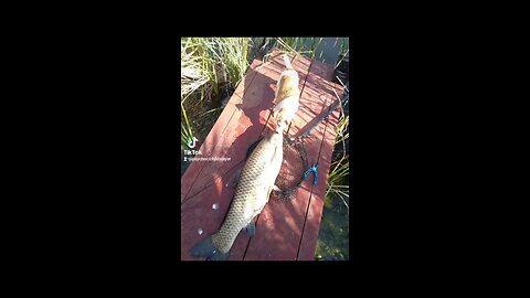 Giant Grass Carp