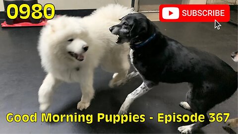 [0980] GOOD MORNING PUPPIES - EPISODE 367 [#dogs #doggos #doggos #puppies #dogdaycare]