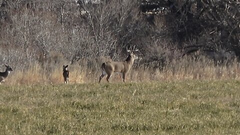 BUCKS, BUCKS, BUCKS!