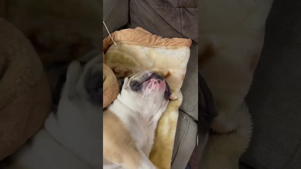 is he Smiling? 😂 #englishbulldog