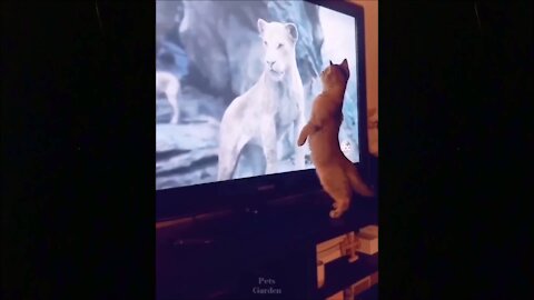 OMG So Cute Funny Cat Videos