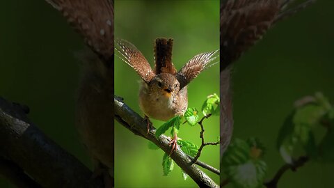 BIRD CALL: Eurasian Wren #shorts #short