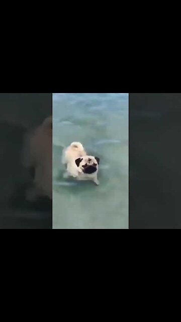 Top Funny Cute Dog Video