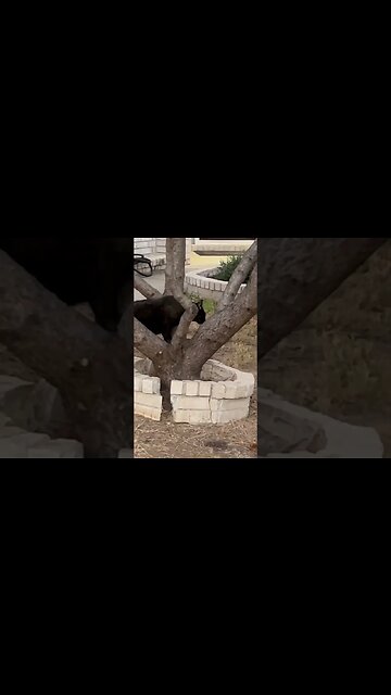 The Most Precious Dirtball