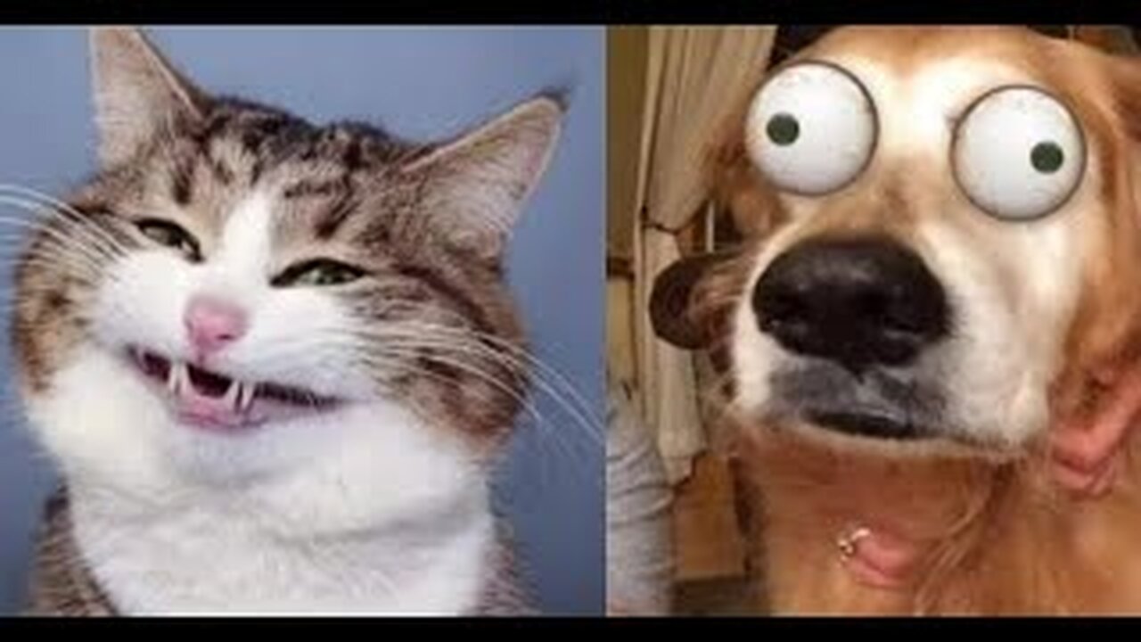 Funny animal moments 2024 😂😂 CANT STOP LAUGH